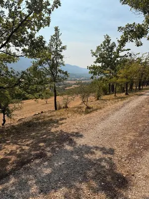 a dirt road with trees on the side at Bastidon avec vue et piscine au coeur du Luberon in Céreste