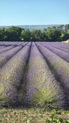 a large field of purple lavender in a field at Le Quatre Relax in Aix-en-Provence