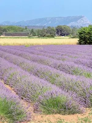 a field of lavender with mountains in the background at Cozy studio with air conditioning & pool & parking in Aix-en-Provence