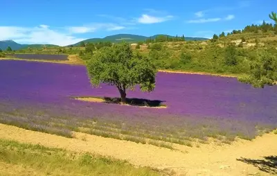 a tree in a field of purple flowers at Villa Avec Piscine Privée in Carpentras