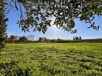 a field of green grass with a tree branch at Mas d Anissa in Avignon