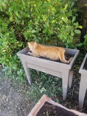 an orange cat laying in a white table at Villa provençale piscine, calme et confort in Saint-Cannat