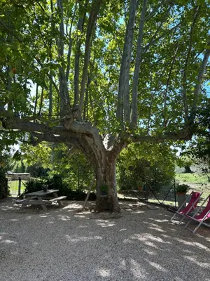 a large tree with a picnic table under it at Très joli studio prôche Lourmarin in La Celle-sous-Gouzon