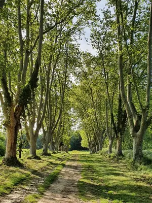 a dirt road with trees on either side at Historic Mansion In Provence Vineyards in La Tour-dʼAigues