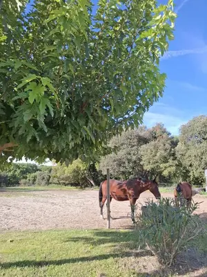 two horses standing in a field under a tree at Villa des Platanes - Maison provençale avec jardin, parking & barbecue au cœur du vignoble du Château de Barbebelle Rognes - Proche Aix-en-Provence - 6 personnes in Rognes
