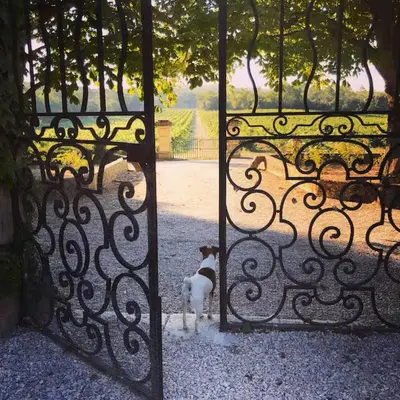 a dog standing in front of a gate at Studio Ouest - Chambre avec vue vignoble - Domaine viticole Château Barbebelle Rognes - Proche d'Aix-en-Provence in Rognes