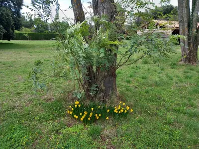 a bunch of yellow flowers around a tree at Les lauriers in Aubignan