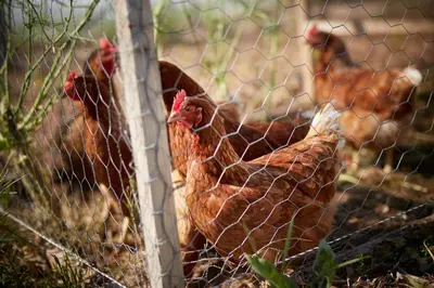 two chickens are standing behind a fence at Domaine de Fontenille - Fontenille Collection in Lauris