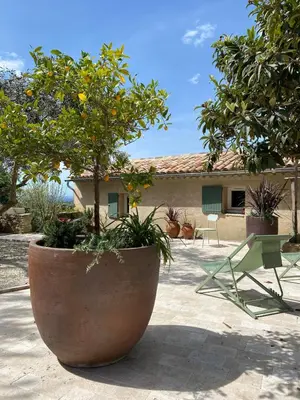 a large pot with a tree in front of a house at Bastidon, Petite bastide pour 2 avec bassin et jardin privé in Crillon-le-Brave