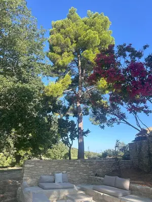 a tree in the middle of a stone wall with two couches at Magnifique Mas provencal au coeur des vignes in Mazan