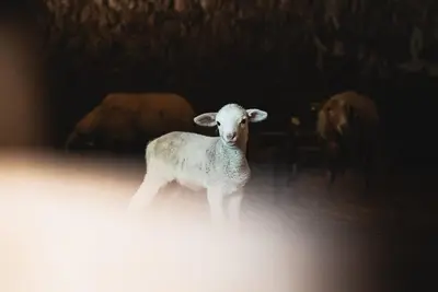 a lamb standing in front of a group of cows at Studio cosy à la campagne in Montjustin