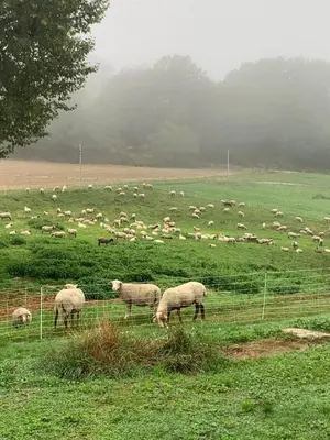 a herd of sheep grazing in a field behind a fence at Studio cosy à la campagne in Montjustin