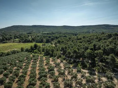 an aerial view of a road with trees at Au coeur des oliviers, proche aéroport et airbus in Rognac