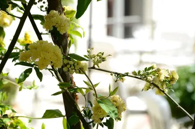 a bunch of flowers on a tree branch at Grand Hôtel Henri - Teritoria in LʼIsle-sur-la-Sorgue
