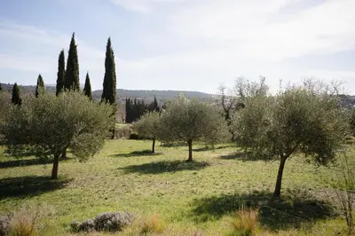 a row of olive trees in a field at Grand Cèdre in Aix-en-Provence