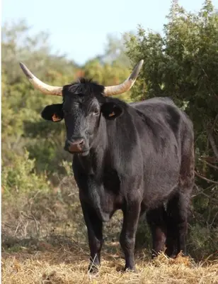 a black cow with horns standing in a field at Joli appartement centre village au calme in Châteaurenard