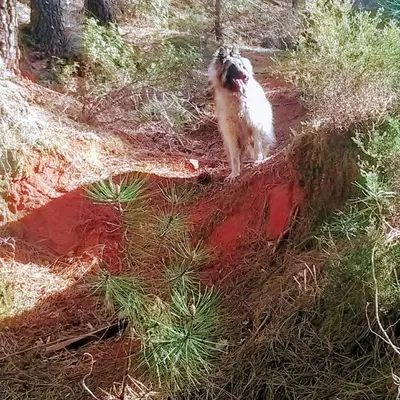 a dog standing on the side of a hill at Les Granges in Villars