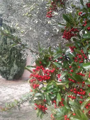 a bunch of red berries on a tree at La Petite Maison de Marie Louise in Lauris