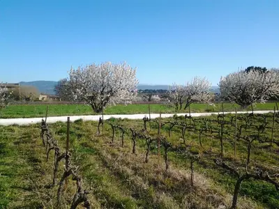 a row of trees in a field with a road at Mas De Hameau in Oppède