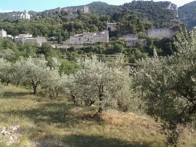 a group of olive trees on a hill with buildings at Mas De Hameau in Oppède