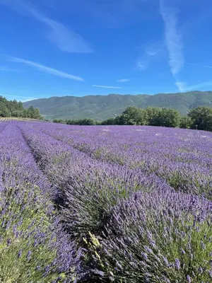 a field of purple lavender with mountains in the background at Le cabanon in Saint-Martin-de-Castillon