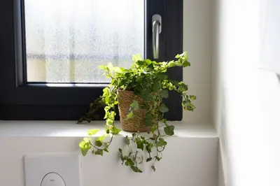 a plant in a basket sitting on a window sill at Bella Vita Outdoor Jacuzzi in LʼIsle-sur-la-Sorgue