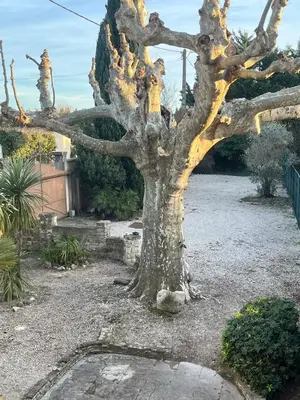 a gnarled tree in the middle of a yard at Le Mas du Platane - logement deux chambres en Provence in Monteux