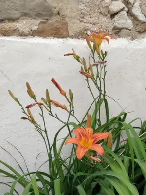 a orange flower in a plant next to a wall at Les feuillets de la Buire in Monteux