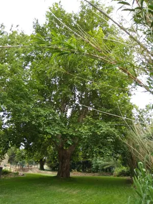 a tree in the middle of a green field at Les feuillets de la Buire in Monteux