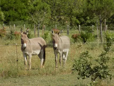 two animals standing in a field behind a fence at Gîtes de la Coupière Le Laurier in Aubenas-les-Alpes
