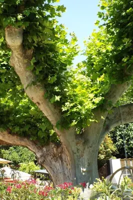 a large tree with plants growing on it at Apartment Leonie's Gîte Moulin de Tartay in Avignon by Interhome in Avignon