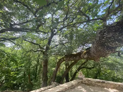 a group of trees in a park with a stone wall at Holiday Home Domaine Santonne by Interhome in Apt