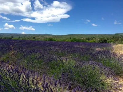 a field of lavender with a blue sky and clouds at Apartment Morard - Bonnieux Appt Bleu Provence by Interhome in Bonnieux