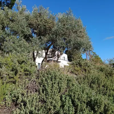 a white house on top of a hill with trees at ChloLéa in Caromb