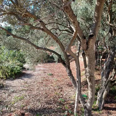a tree with many branches on a dirt trail at ChloLéa in Caromb