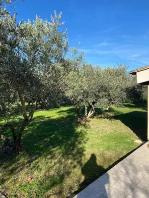 a group of trees in a yard with grass at Danie, maison des oliviers et vue Luberon in Maubec