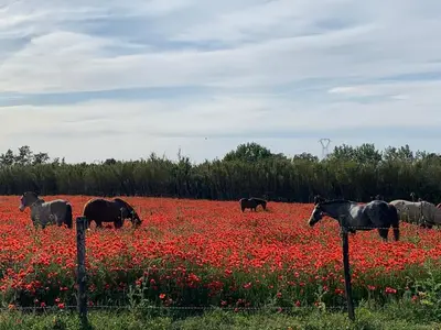 a group of horses grazing in a field of flowers at Cocon en Provence à Ménerbes in Ménerbes