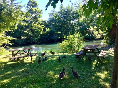 a group of ducks in the grass next to a picnic table at Le Castor et La Loutre - Gites en bord de Sorgue in LʼIsle-sur-la-Sorgue