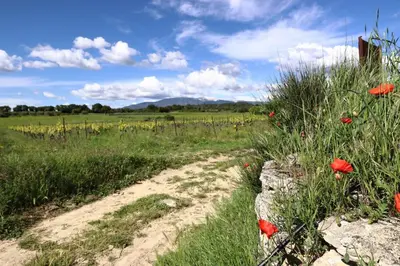 a dirt road in a field with red flowers at Gîte Le Relais à Mazan in Mazan