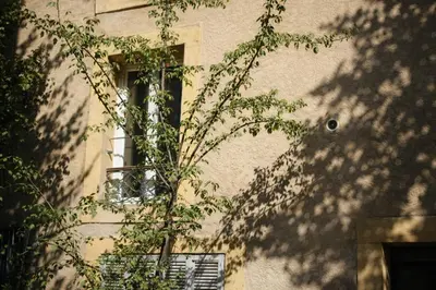 a tree in front of a window on a building at Studio Aix Centre idéal séjour pro & tourisme in Aix-en-Provence