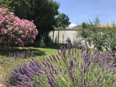 a garden with purple flowers in a yard at Holiday rental with pool in the Alpilles for 6 people in Plan-dʼOrgon