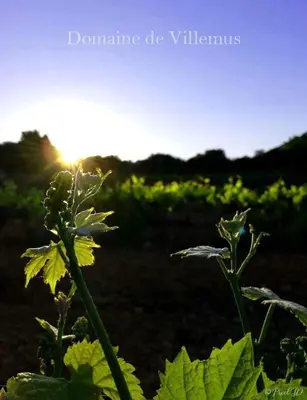 a plant in a field with the sun in the background at la Sainte Victoire in Jouques