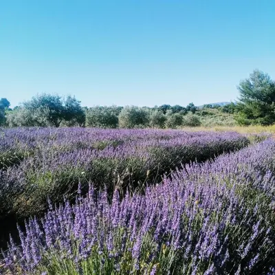 a field of purple flowers in a field at la Sainte Victoire in Jouques
