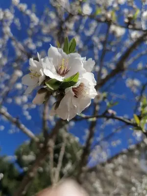 a close up of a white flower on a tree at la Sainte Victoire in Jouques