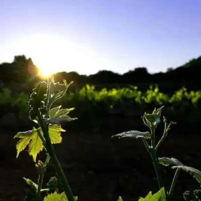 la Sainte Victoire