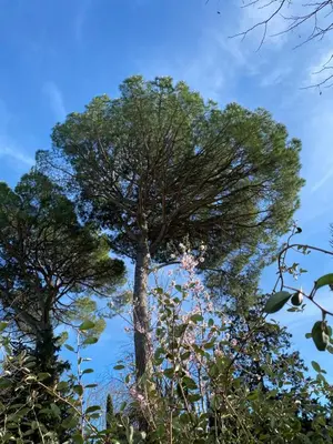 two trees against a blue sky at La Cigale et la Fourmi in Les Taillades