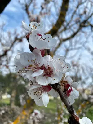 a close up of white flowers on a tree at La Cigale et la Fourmi in Les Taillades
