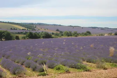 a large lavender field with purple plants in it at Le Mazet du Domaine in Gordes