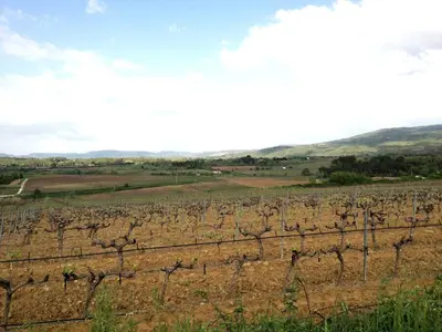 a vineyard in the middle of a field at Appartement L'Atypique in Pertuis