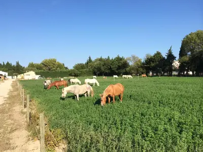 a herd of cows grazing in a field of grass at La Sarriette - Chambres d'hôtes et gîte d'étape à Eygalières in Eygalières